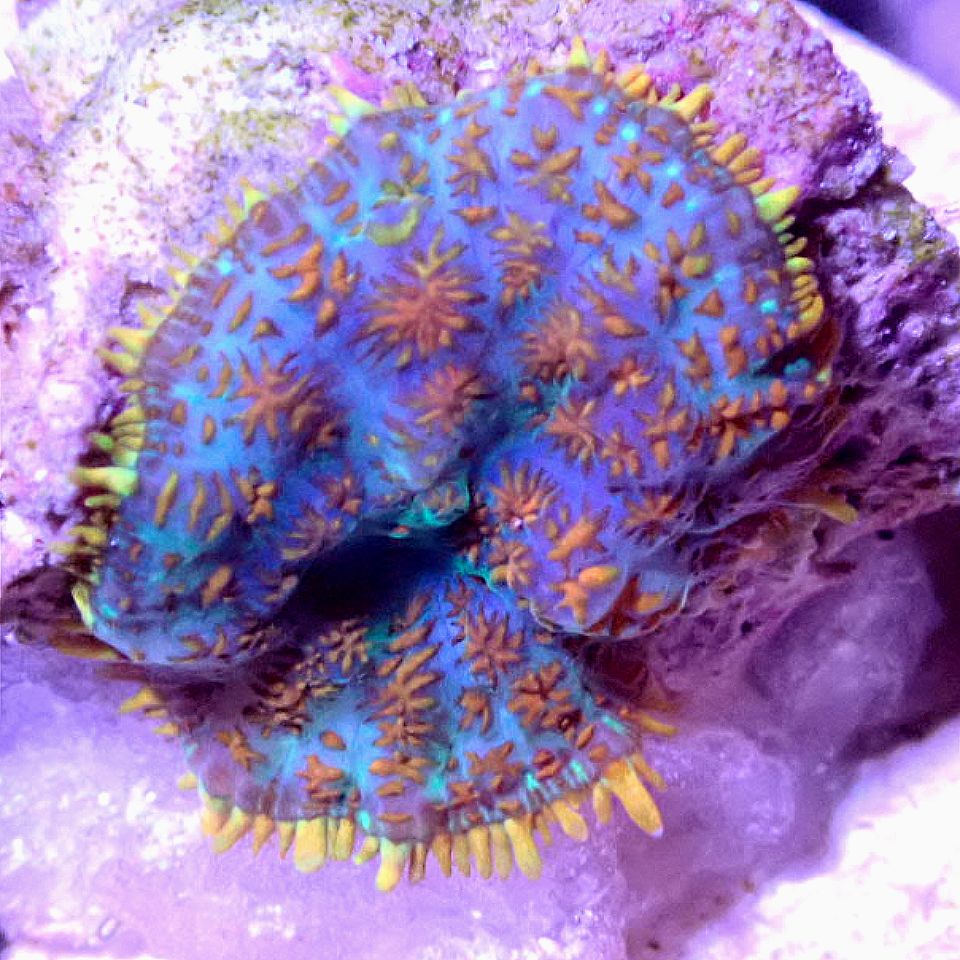 Rainbow Rhodactis Shroom SOFT CORAL coral frag for reef aquarium