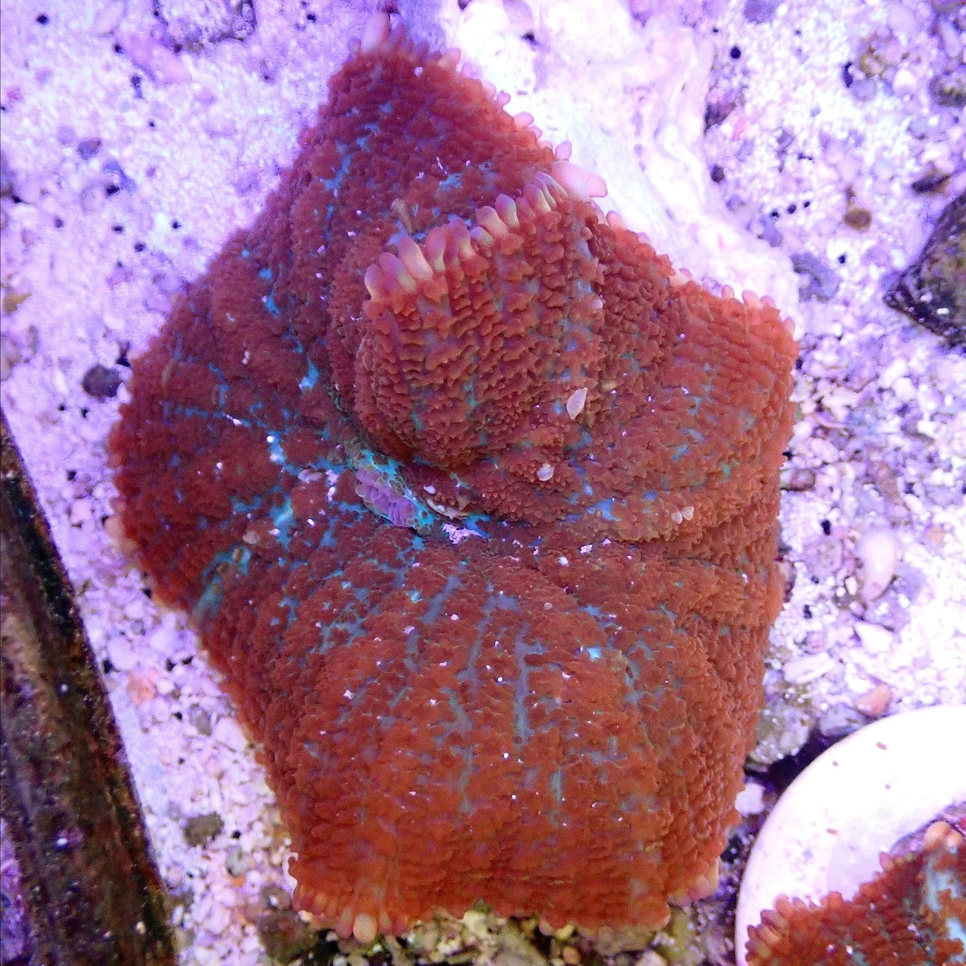 Rainbow Rhodactis Shroom- WYSIWYG SOFT CORAL coral frag for reef aquarium