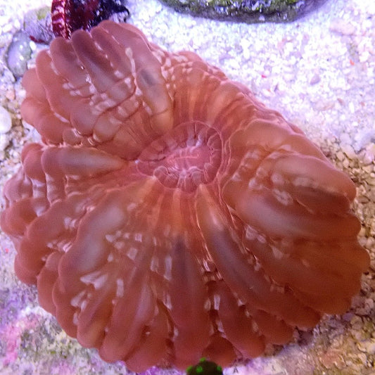 Red Cynarina WYSIWYG LPS coral frag for reef aquarium