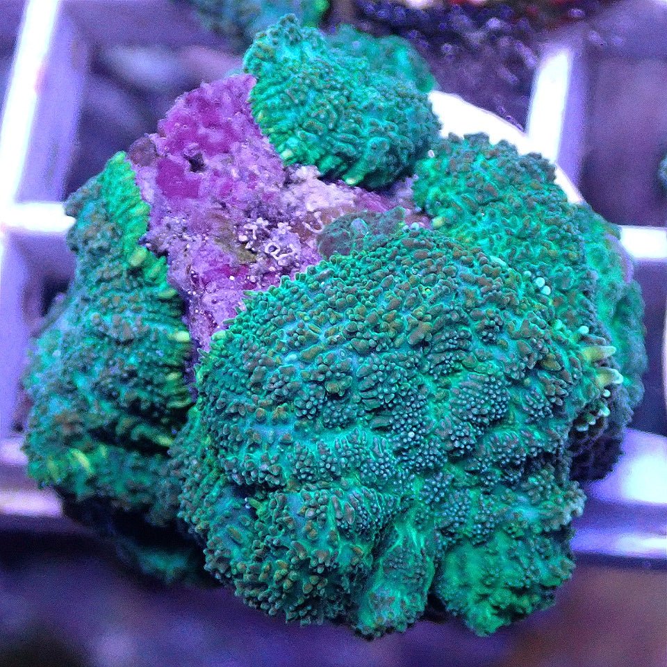 RHODACTIS COLONY, WYSIWYG SOFT CORAL coral frag for reef aquarium