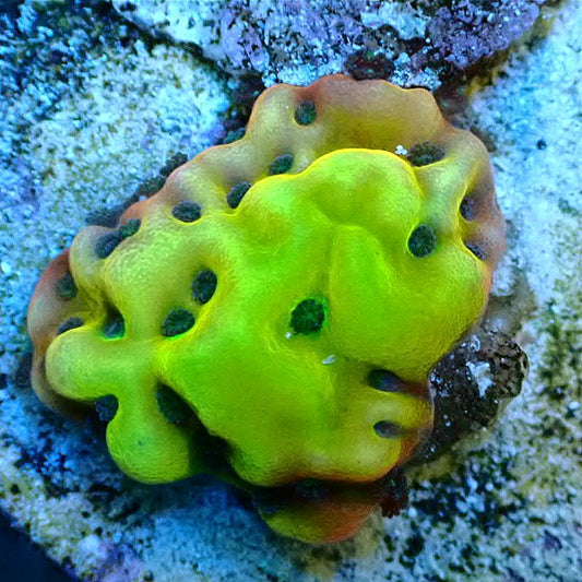 RISING PHOENIX MONTIPORA LPS coral frag for reef aquarium