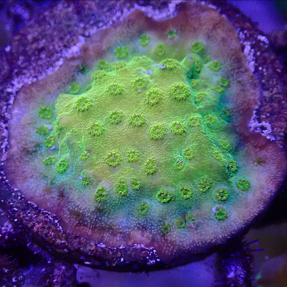 RRR Banana Cyphastrea LPS coral frag for reef aquarium