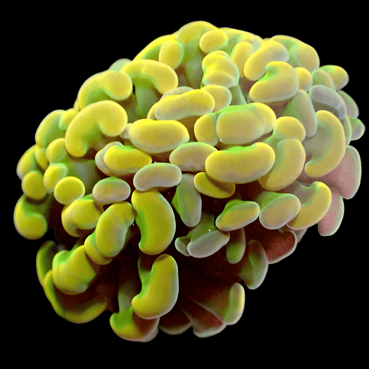 RRR GOLDEN GRAM BRANCH HAMMER - WYSIWYG LPS coral frag for reef aquarium