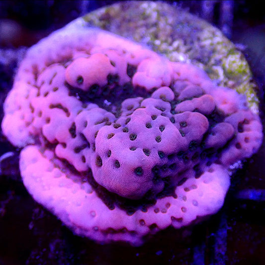 RRR Purple Rain Montipora SPS coral frag for reef aquarium