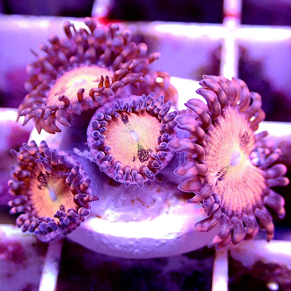 Sakura Sunrise Zoanthid SOFT CORAL coral frag for reef aquarium