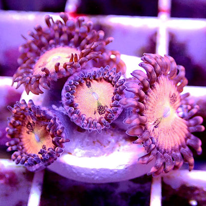 Sakura Sunrise Zoanthid SOFT CORAL coral frag for reef aquarium