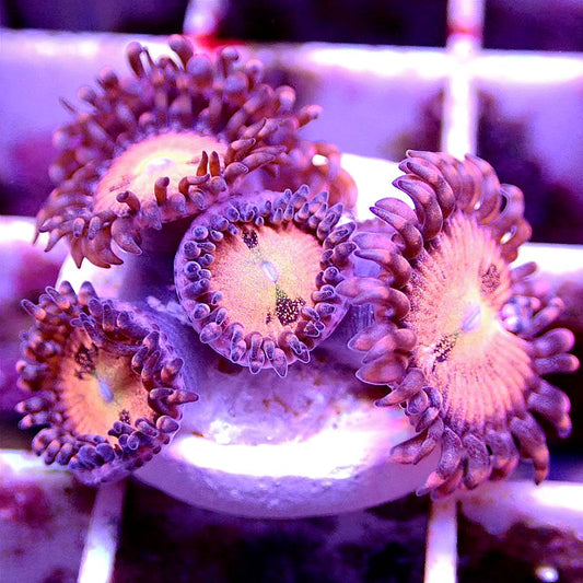 Sakura Sunrise Zoanthid SOFT CORAL coral frag for reef aquarium