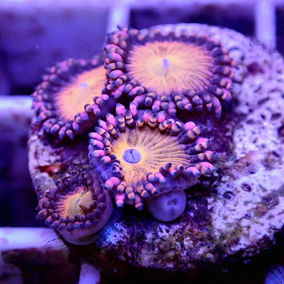 Sakura Sunrise Zoanthid SOFT CORAL coral frag for reef aquarium