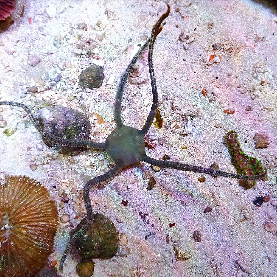 Serpent Sea Star coral frag for reef aquarium