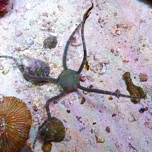 Serpent Sea Star coral frag for reef aquarium