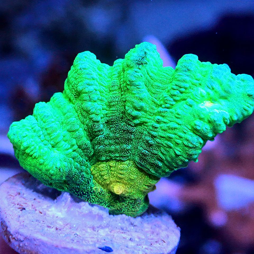 Space Invader Pectinia LPS coral frag for reef aquarium