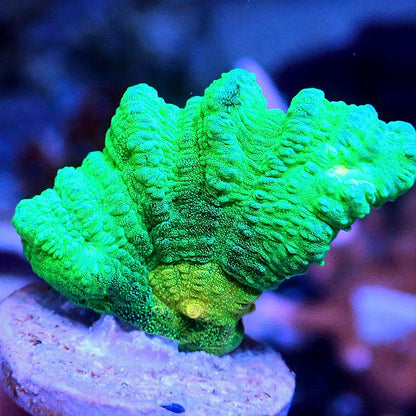 Space Invader Pectinia LPS coral frag for reef aquarium