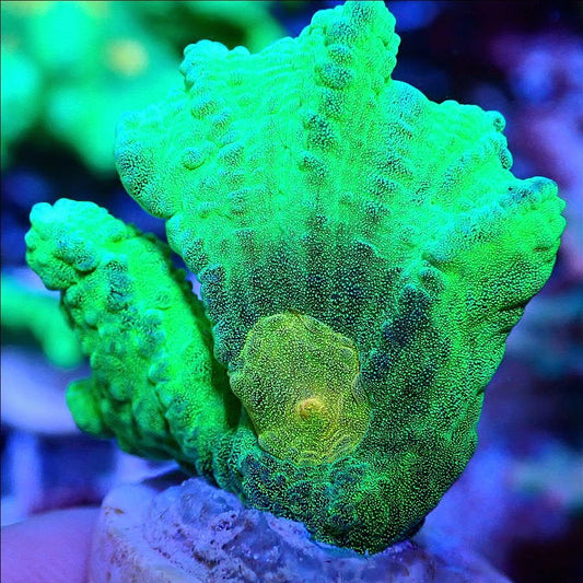 Space Invader Pectinia LPS coral frag for reef aquarium