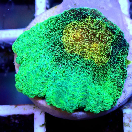 Space Invader Pectinia LPS coral frag for reef aquarium
