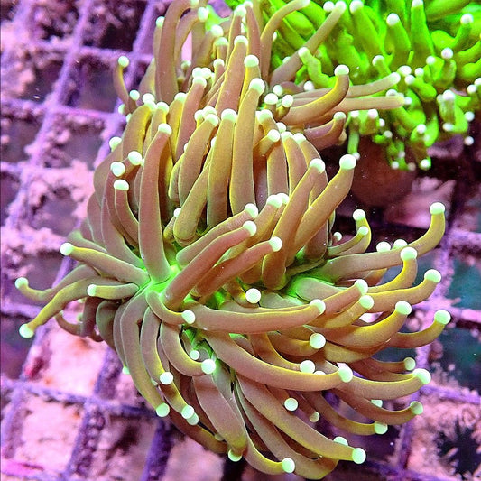 Sun God Torch Coral WYSIWYG LPS coral frag for reef aquarium