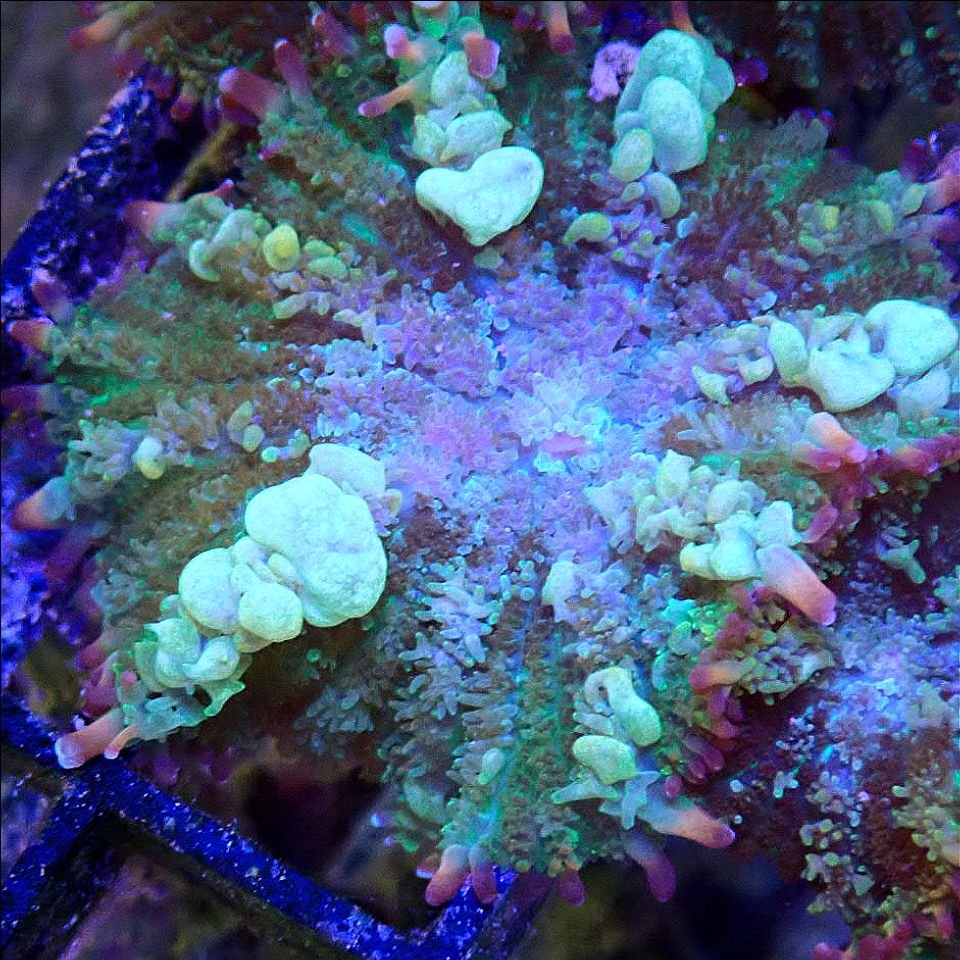 TCF Shadow Spawn Bounce Shroom SOFT CORAL coral frag for reef aquarium