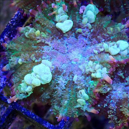 TCF Shadow Spawn Bounce Shroom SOFT CORAL coral frag for reef aquarium