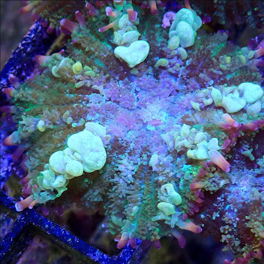 TCF Shadow Spawn Bounce Shroom SOFT CORAL coral frag for reef aquarium