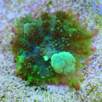 TCF Shadow Spawn Bounce Shroom SOFT CORAL coral frag for reef aquarium