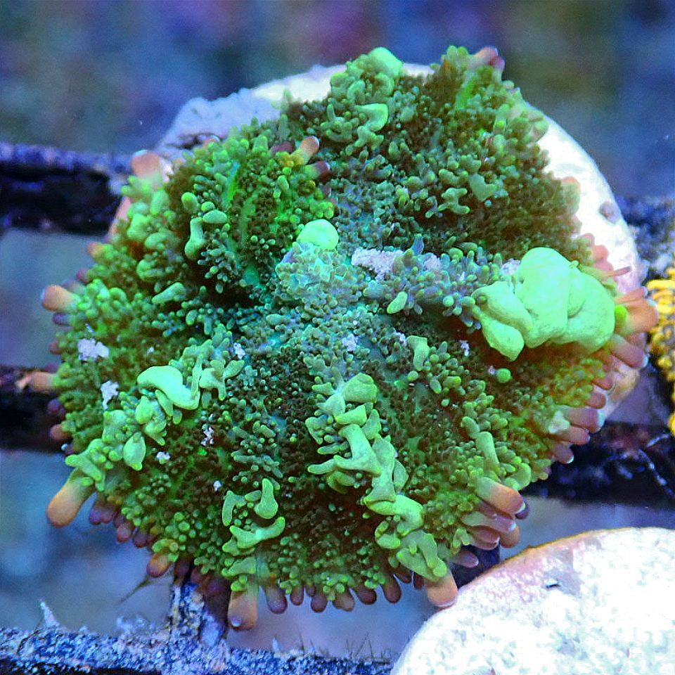TCF Shadow Spawn Bounce Shroom SOFT CORAL coral frag for reef aquarium