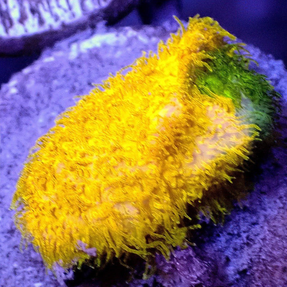 Tequila Sunrise Psammocora - Live Coral Frag - Sps, Acro, Monti Default Title SPS coral frag for reef aquarium