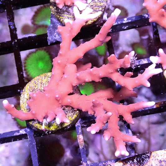 Tnt Anacropora - WYSIWYG - Live Coral Frag - Acropora, Montipora, Sps Default Title SPS coral frag for reef aquarium