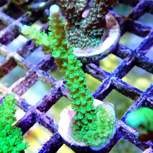 Tonga Slimer Acropora SPS coral frag for reef aquarium