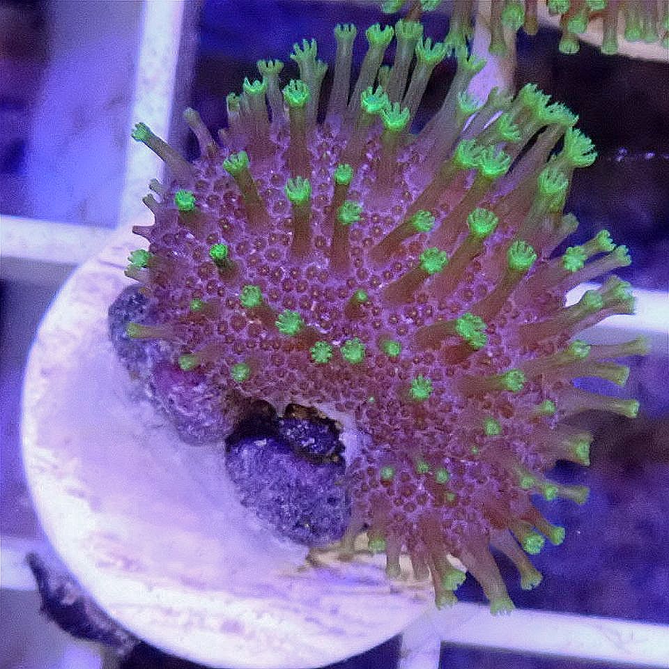 Tyree Green Toadstool SOFT CORAL coral frag for reef aquarium