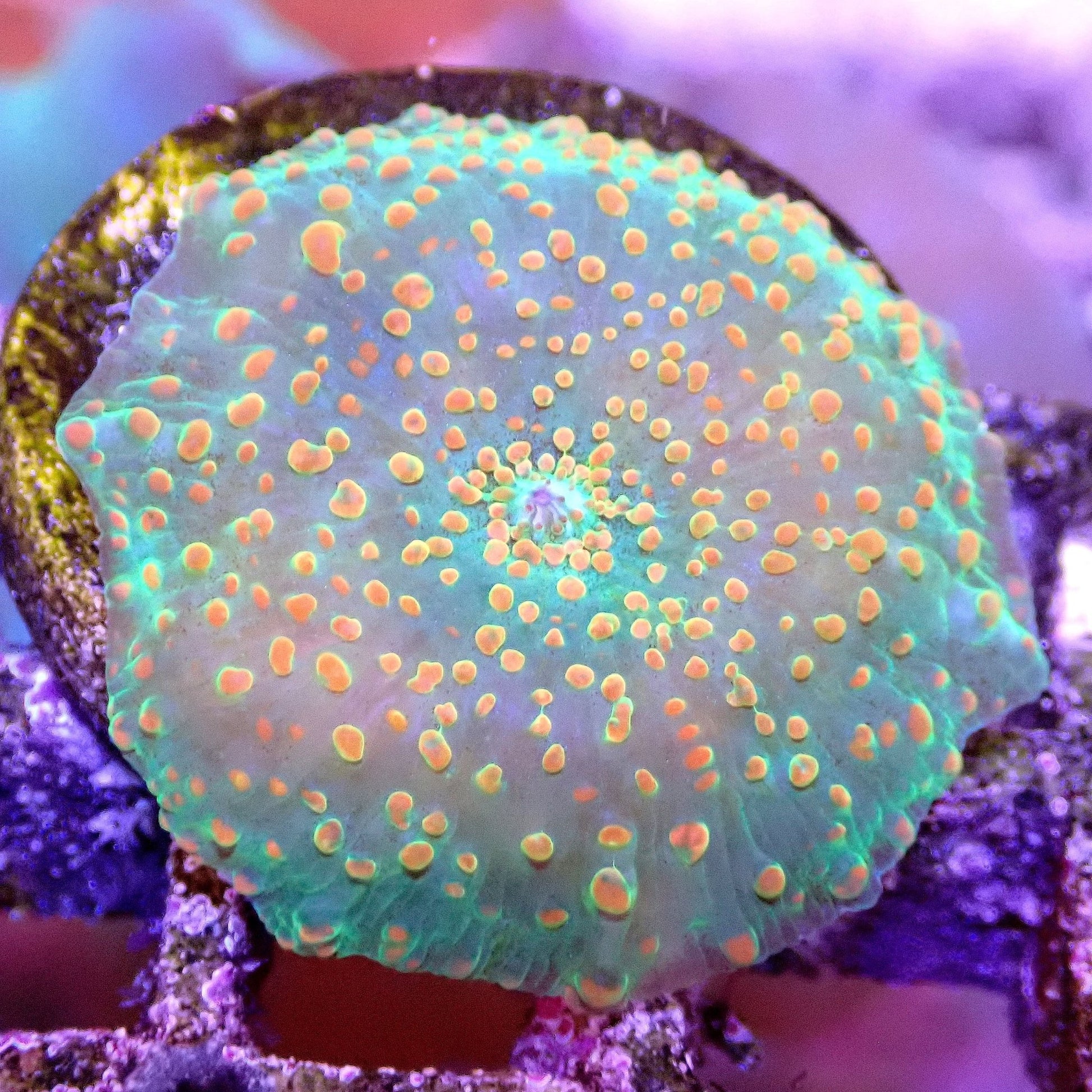 Ultra Discosoma Shroom - WYSIWYG SOFT CORAL coral frag for reef aquarium