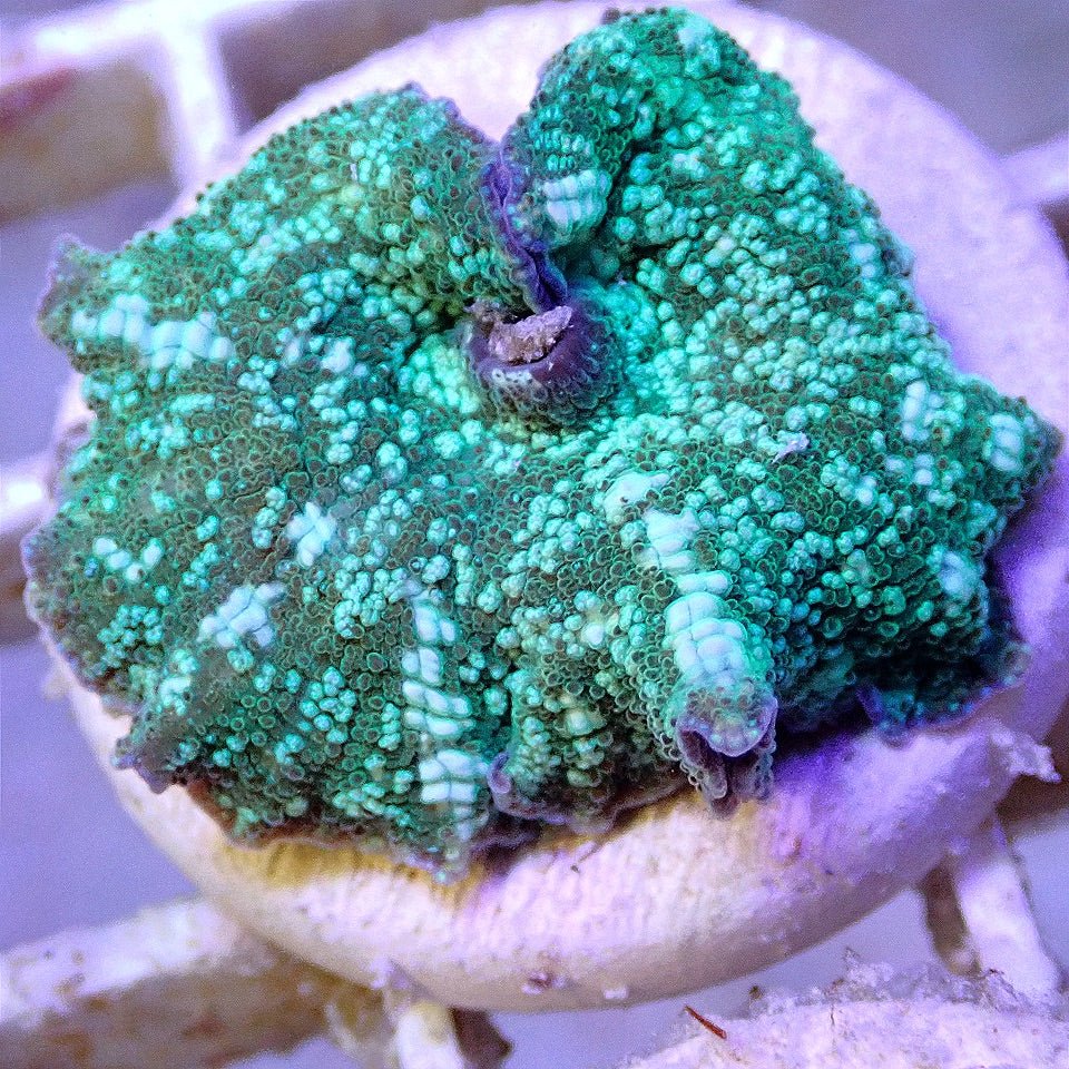 Ultra Discosoma Shroom, WYSIWYG SOFT CORAL coral frag for reef aquarium