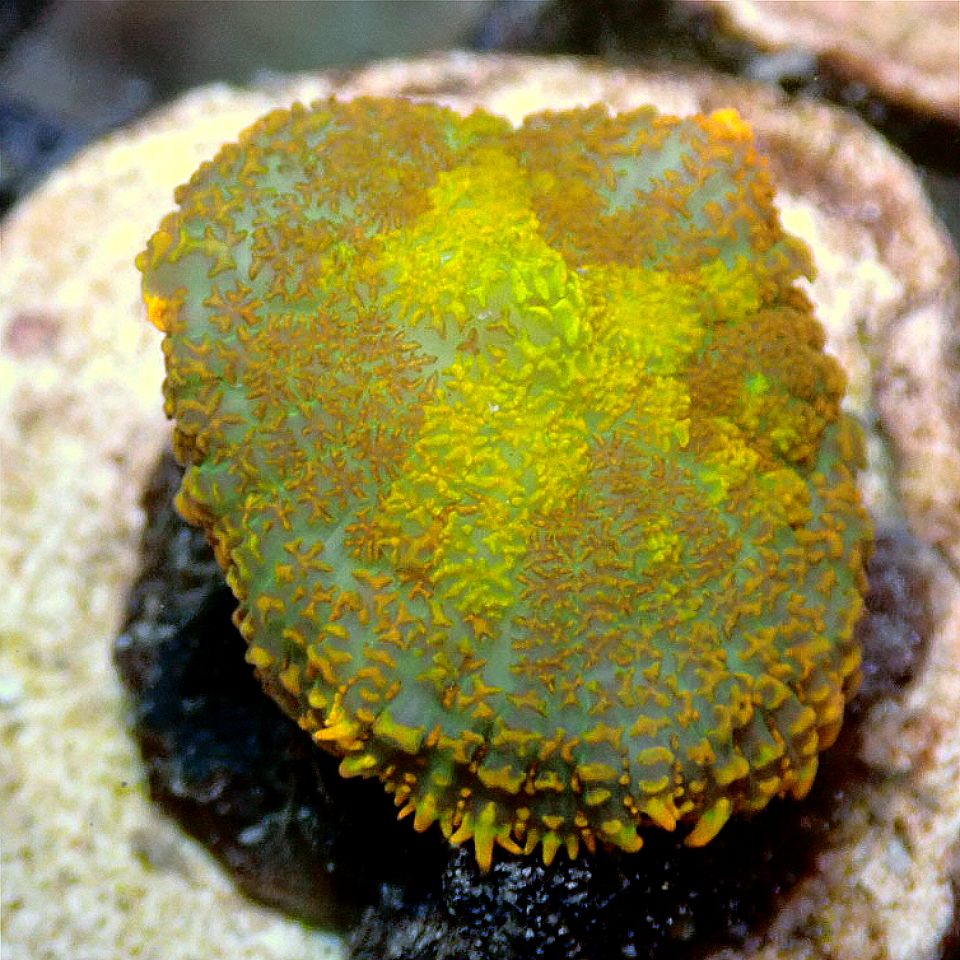 Ultra Mushroom Multi-Pack SOFT CORAL coral frag for reef aquarium