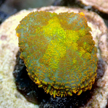 Ultra Mushroom Multi-Pack SOFT CORAL coral frag for reef aquarium