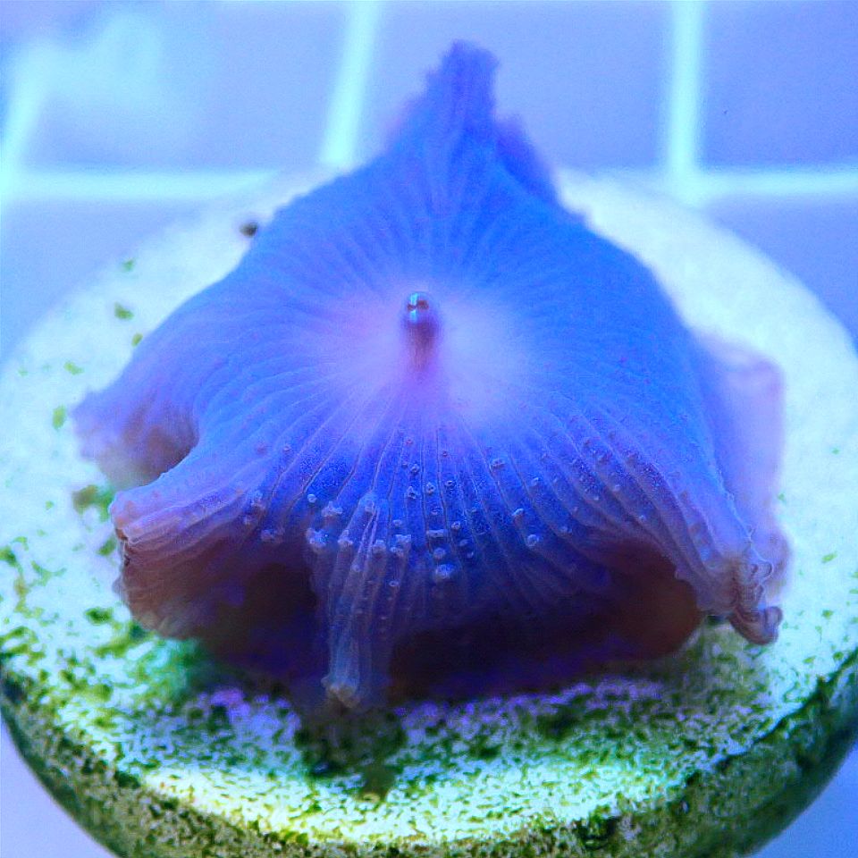 Ultra Mushroom Multi-Pack SOFT CORAL coral frag for reef aquarium