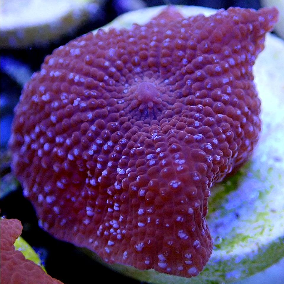 Ultra Mushroom Multi-Pack SOFT CORAL coral frag for reef aquarium