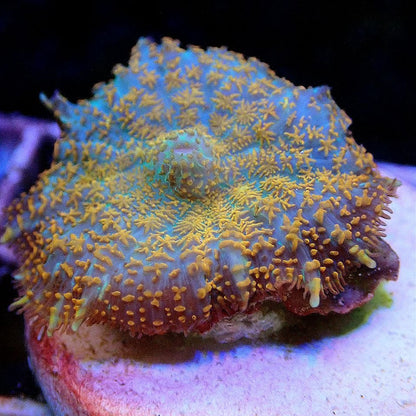 Ultra Mushroom Multi-Pack SOFT CORAL coral frag for reef aquarium