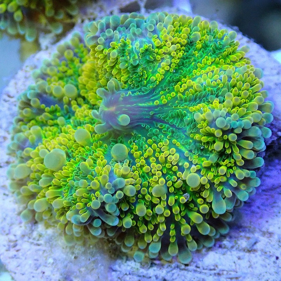 ULTRA RICORDIA YUMA SOFT CORAL FRAG WYSIWYG SOFT CORAL coral frag for reef aquarium