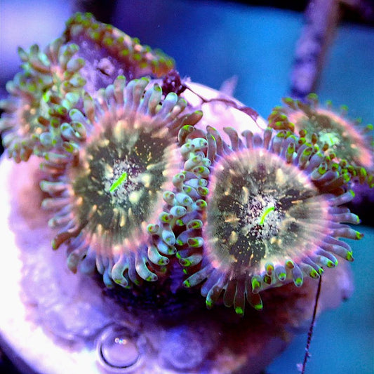 ULTRA ZOANTHID SOFT CORAL coral frag for reef aquarium