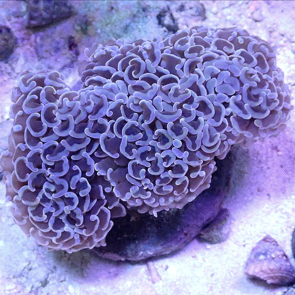 Wall Hammer WYSIWYG LPS coral frag for reef aquarium
