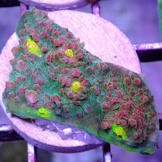 Watermelon Chalice LPS coral frag for reef aquarium