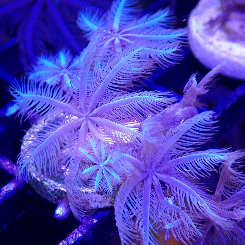 Waving Hand Anthelia SOFT CORAL coral frag for reef aquarium