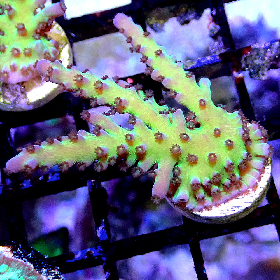 Wild Tort Acro SPS coral frag for reef aquarium