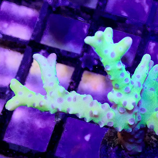 Wwc Slimeball Anacropora - Live Coral Frag - Sps, Acropora, Montipora SPS coral frag for reef aquarium