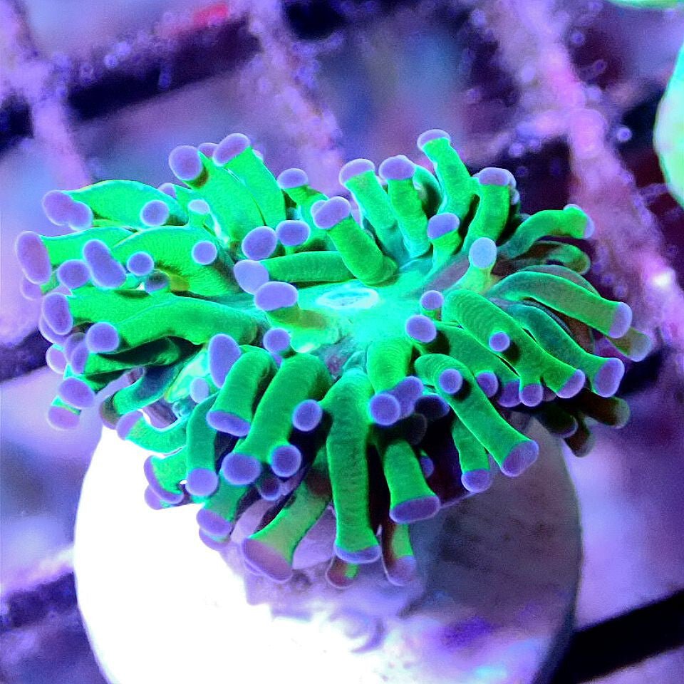WYSIWYG - Live Coral Frag - Purple Tip Frammer, Hammer, Euphyllia, Frogspawn Default Title LPS coral frag for reef aquarium
