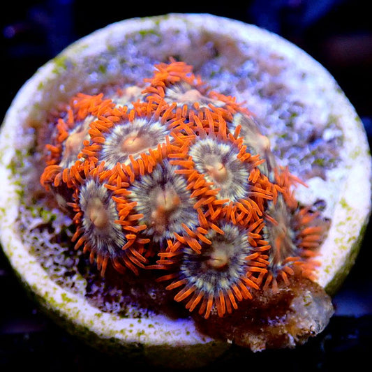 Zoanthid Multi Pack SOFT CORAL coral frag for reef aquarium