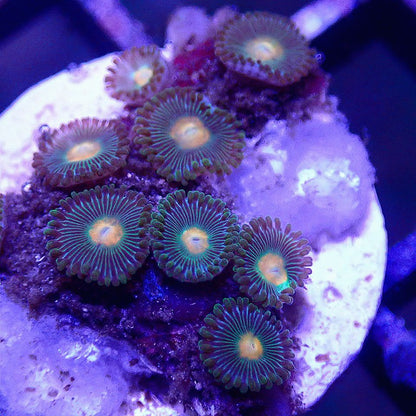 Zoanthid Multi Pack SOFT CORAL coral frag for reef aquarium