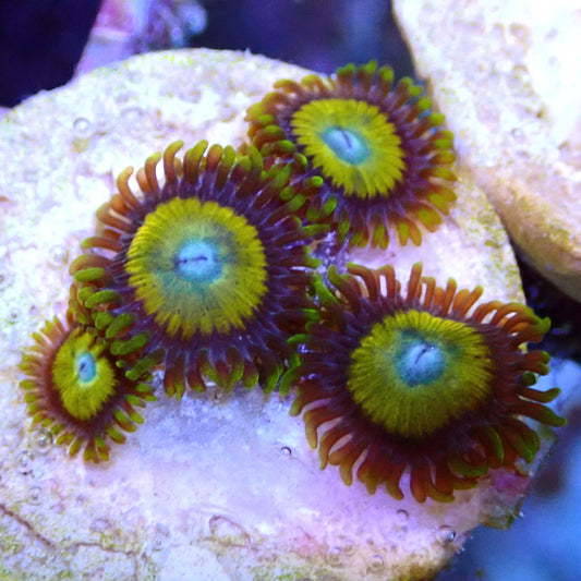 Scrambled Egg Zoanthid